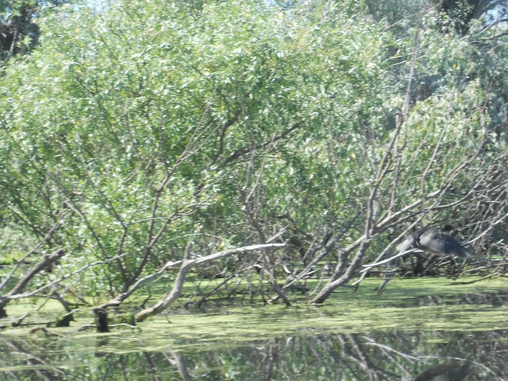 Pensiunea Cristal Tulcea Buitenkant foto